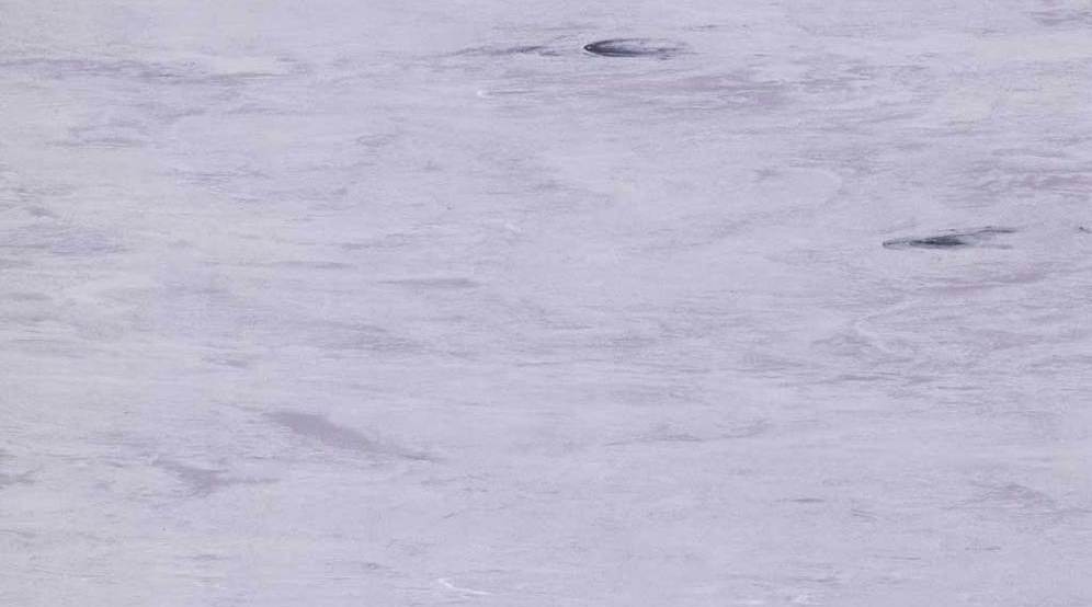 Sàn Vinyl Gerflor 2029